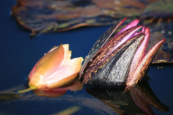 01-15-13 181 (Medium)